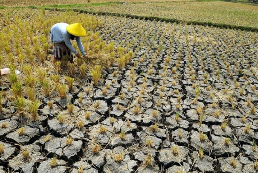 Krisis Beras. Sebagai negara agraris, Indonesia pernah mengalami krisis beras.