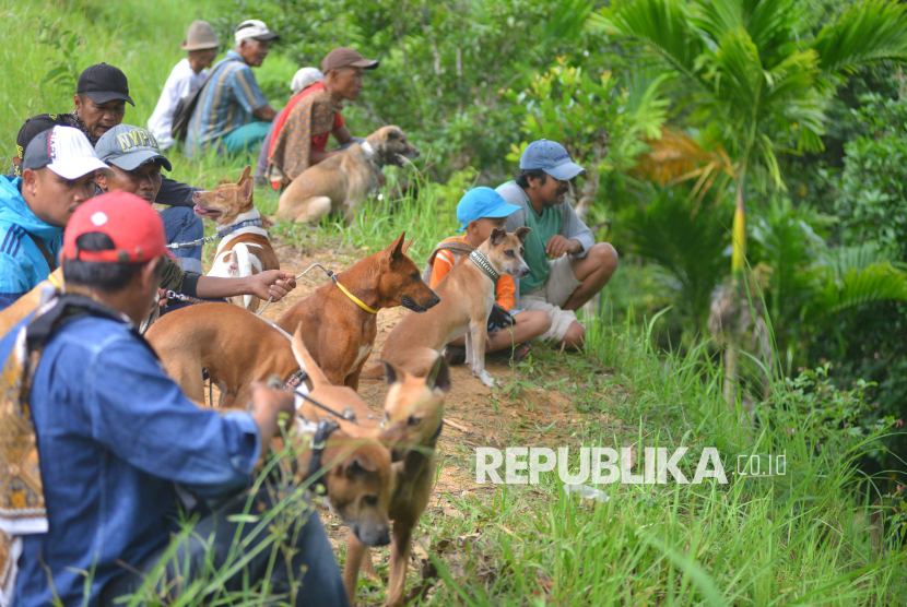 Sejumlah warga bersama anjingnya mengintai keberadaan babi hutan dari perbukitan saat digelarnya ajang buru babi di Nagari Tanjung Barulak, Tanah Datar, Sumatera Barat, Ahad (16/2/2025). Tradisi berburu babi itu dilakukan dua kali dalam seminggu untuk membantu petani memberantas hama babi hutan yang merusak tanaman dan perkebunan sekaligus rekreasi dan olahraga para pehobi berburu. 