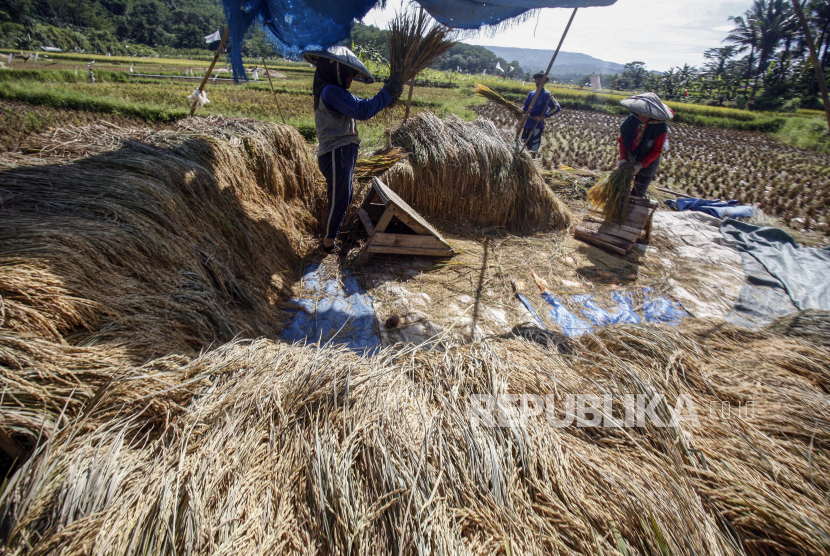 Petani memanen padi di kawasan pertanian Sukamakmur, Kabupaten Bogor, Jawa Barat.
