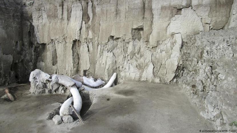 Puluhan Fosil Mamut Raksasa Ditemukan di Lokasi Proyek Bandara Baru Mexico City