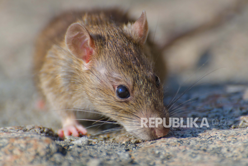 Tikus. Mulai dari infeksi hantavirus hingga infeksi salmonella dapat menyerang manusia dengan perantara tikus.