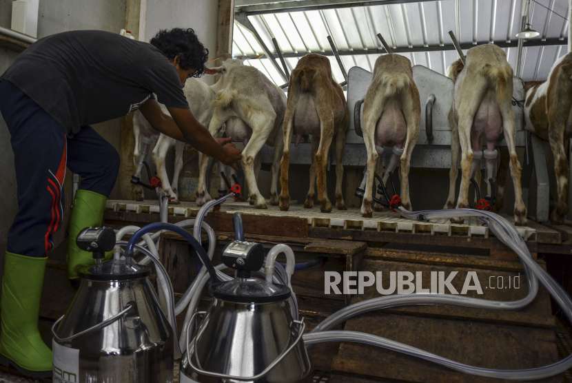 Pekerja memerah susu kambing Sapera menggunakan alat modern di Farm House Pure Fresh, Desa Petirhilir, Kabupaten Ciamis, Jawa Barat, Kamis (25/3). Kebutuhan pembiayaan korporasi pada Maret 2021 terindikasi meningkat. 