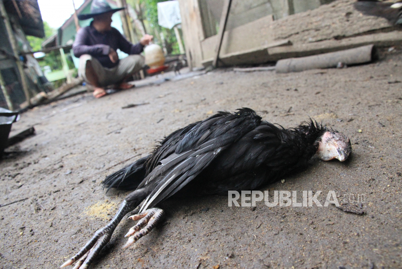 Ternak ayam warga yang mati mendadak akibat terserang wabah ND (Newcastle Desease) atau penyakit tetelo. (ilustrasi).