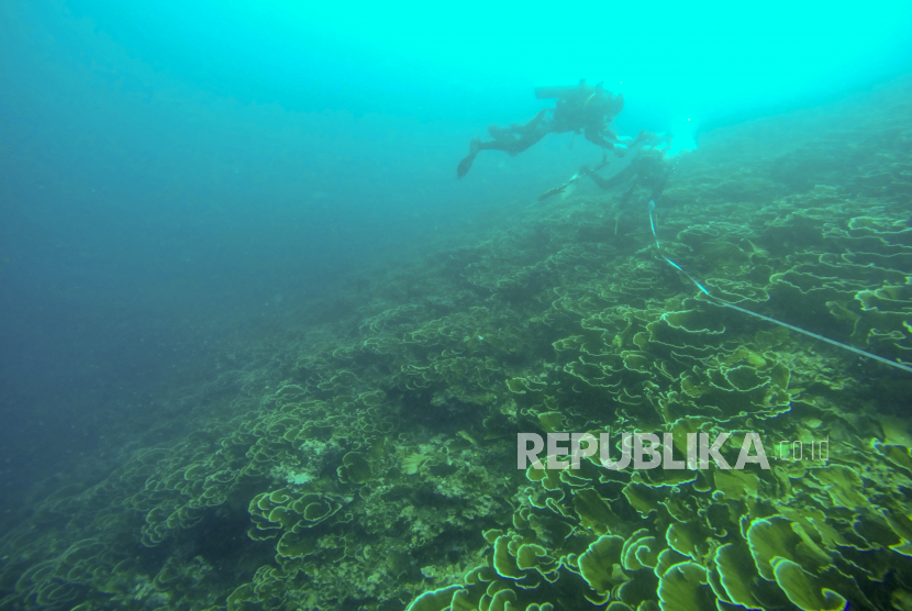 Keberadaan terumbu karang kian terancam punah akibat perubahan iklim.