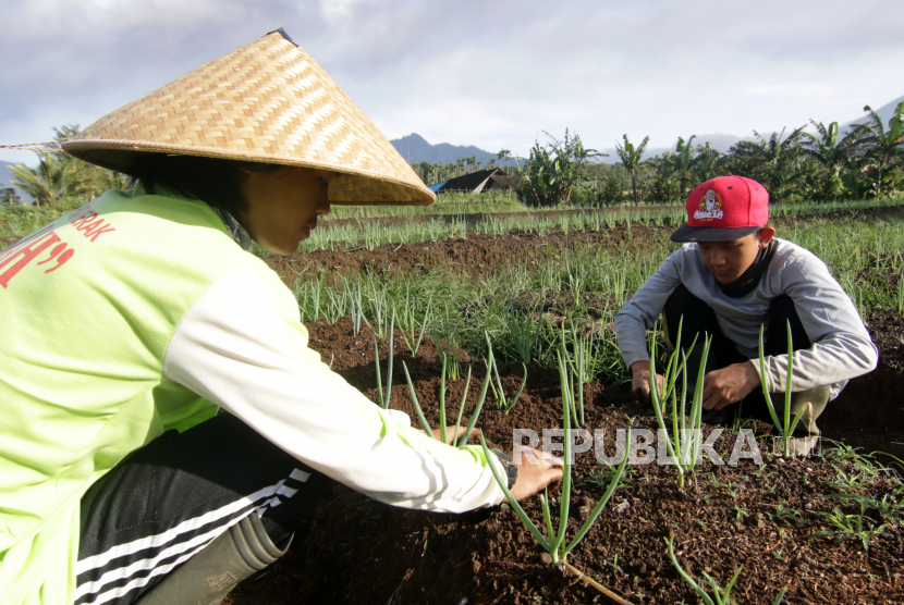 Petani merawat tanaman daun bawang di Songgon, Banyuwangi, Jawa Timur, Selasa (9/2/2021). Badan Penyuluhan dan Pengembangan SDM Pertanian (BPPSDMP) Kementerian Pertanian mencatat petani muda di Indonesia yang berusia 20-39 tahun hanya berjumlah 2,7 juta orang atau sekitar delapan persen dari total jumlah petani di Indonesia. 
