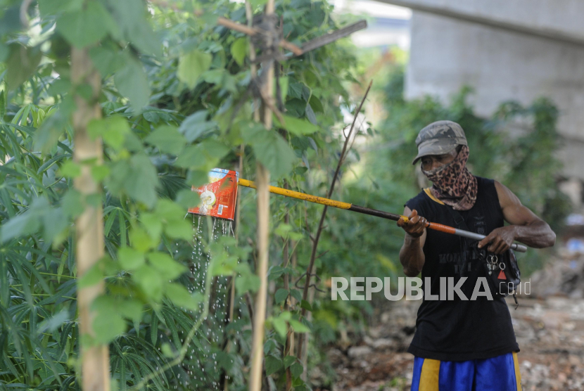 Warga saat menyiram tanaman yang ditanam dengan memanfaatkan lahan kosong, (ilustrasi)