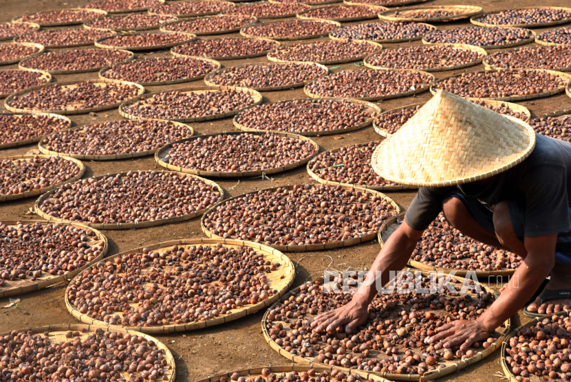 Pekerja menjemur biji buah pala (ilustrasi). Pala termasuk salah satu komoditas pertanian mentah yang diekspor Indonesia. 