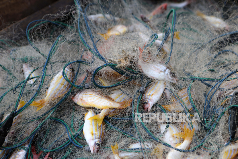Nelayan menarik dan mengambil ikan dari jaring setelah kembali dari menangkap ikan di laut (ilustrasi). Kementerian Kelautan dan Perikanan (KKP) menyatakan, jumlah Penerimaan Negara Bukan Pajak (PNBP) Perikanan pada Desember 2021 ini diketahui sudah hampir mencapai Rp 1 triliun. 