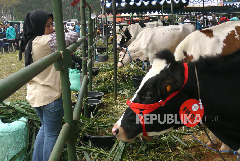 Peternakan sapi perah di Indonesia.