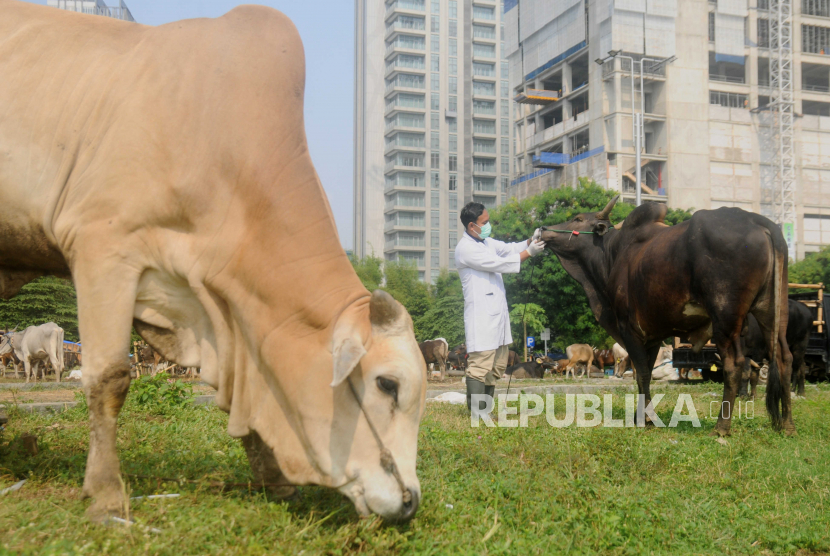 Dokter hewan dari Suku Dinas Ketahanan Pangan Kelautan dan Pertanian (KPKP) Jakarta Selatan memeriksa mulut sapi di Tempat Penampungan Hewan Kurban (TPnHK) di kawasan Kuningan, Jakarta Selatan, Jumat (23/6/2023). Dinas KPKP DKI Jakarta telah memeriksa 22.695 ekor hewan kurban di tempat penampungan yang tersebar di lima wilayah Jakarta guna menjamin kesehatan hewan kurban terbebas dari Penyakit Mulut dan Kuku (PMK) dan Lumpy Skin Disease (LSD).