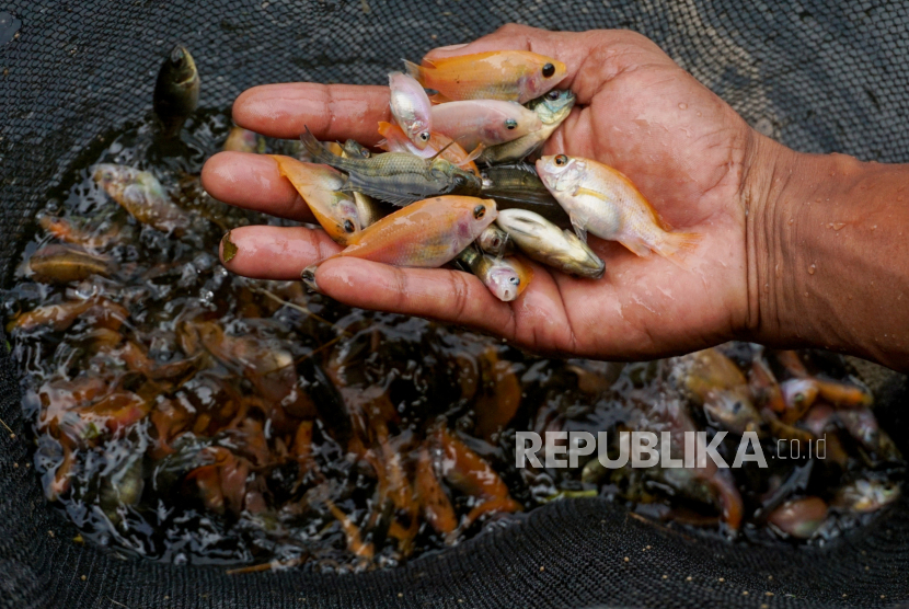 Petugas memilah bibit ikan Nila Salin di Balai Benih Ikan, Pekalongan, Jawa Tengah, Selasa (25/5/2021). Budi daya ikan nila salin di Kabupaten Pati, Jawa Tengah, semakin meluas.