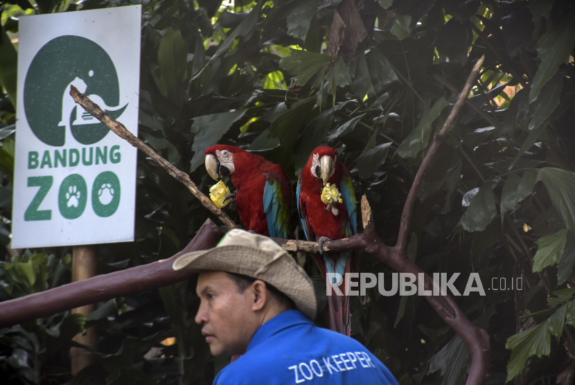 Pawang satwa beraktivitas di Bandung Zoo, Kota Bandung, Jawa Barat. Jumlah pengunjung di Bandung Zoo naik 100 persen saat hari libur Waisak.