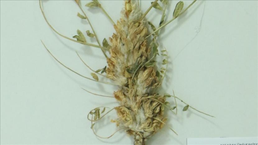 Sekelompok ilmuwan Turki mengatakan pada Selasa (5/1) bahwa tanaman astragalus telah terbukti meningkatkan sistem kekebalan pasien kanker.