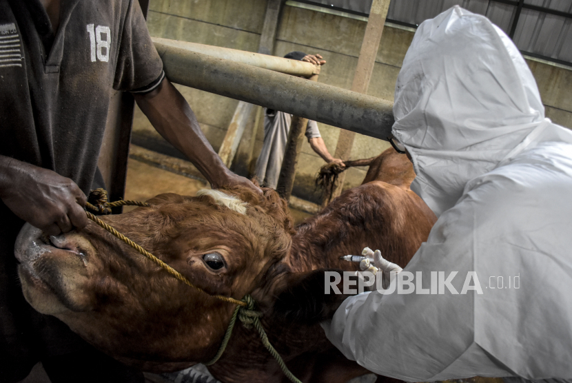 Petugas dari Dinas Ketahanan Pangan dan Pertanian (DKPP) Kota Bandung menyuntikkan vaksin penyakit mulut kuku (PMK) ke hewan ternak sapi di Babakan Ciparay, Kota Bandung, Senin (27/6/2022). Walkot Bandung Yana Mulyana desak jatah vaksin PMK untuk Kota Bandung bisa ditambah.