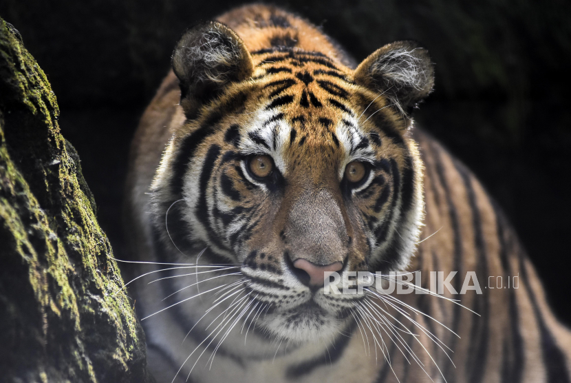 Seekor Harimau Benggala (ilustrasi)