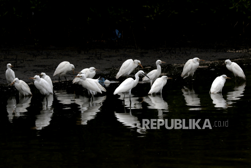 Kawanan burung kuntul kecil (Egretta garzetta) di kawasan hutan mangrove, pesisir Pantai Laut Selat Malaka, Baitusalam, Aceh Besar, Aceh, Jumat (3/2/2023). Ribuan burung dari keluarga Ardeidae di kawasan hutan mangrove yang telah direhabilitasi pascabencana tsunami akhir 2004 itu memiliki potensi untuk dikembangkan sebagai destinasi ekowisata. ANTARA FOTO / Irwansyah Putra/tom.