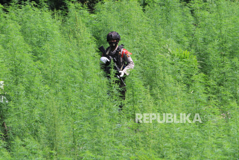 Polisi ditemukan ladang ganja seluas 7 hektare di Gunung Leuser, Kabupaten Beutong Ateuh, Aceh.