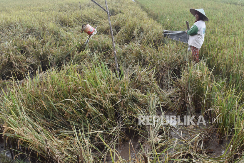 Petani menegakkan tanaman padinya yang roboh akibat diterjang banjir di Kabupaten Madiun, Jawa Timur, Rabu (15/4/2020). Ratusan hektare tanaman padi rusak akibat banjir yang terjadi Selasa (14/4) dan menurut petani selain menyebakan rusaknya kualitas gabah, harga jual gabah juga dipastikan turun dari harga normal Rp4
