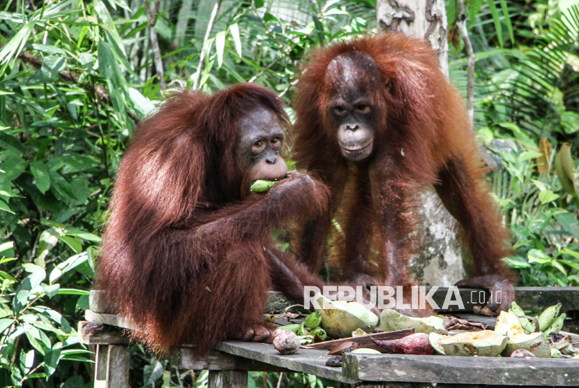 Tiga Orang Utan Subspesies Pongo Pygmaeus Wurmbii Dilepasliarkan di Pulau Bangamat