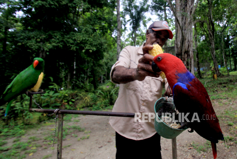 Petugas memberikan pakan kepada burung-burung koleksi di Taman Burung Biak, Distrik Biak Timur, Kabupaten Biak Numfor, Papua, Rabu (25/1/2023). Taman yang memiiliki koleksi ratusan ekor burung dari 33 spesies, seperti kakatua hitam, kasuari, mambruk, dan nuri tersebut merupakan salah satu destinasi wisata andalan di Biak. ANTARA FOTO/Gusti Tanati/app/tom.