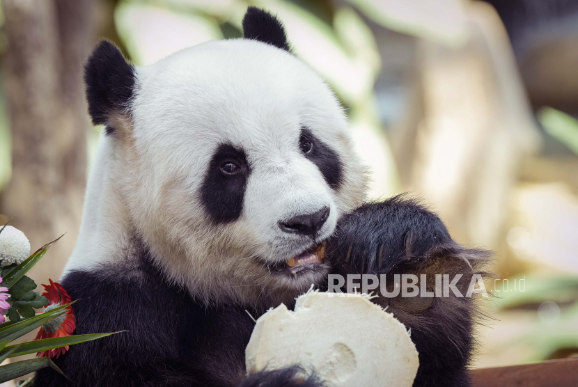 Panda (ilustrasi). Tiga panda raksasa di National Zoo Amerika Serikat bernama Mei Xiang, Tian Tian, dan anaknya Xiao Qi Ji akan kembali ke Cina pada awal Desember 2023.