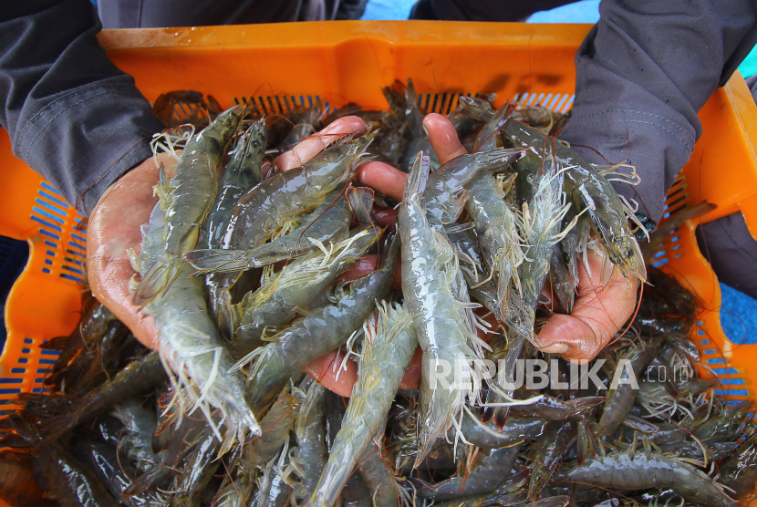 Udang (ilustrasi). Otoritas Jasa Keuangan (OJK) Provinsi Kalimantan Tengah mendorong pengembangan kekuatan ekonomi baru di wilayah setempat dengan mengoptimalkan berbagai sektor potensial, seperti shrimp estate dan food estate.