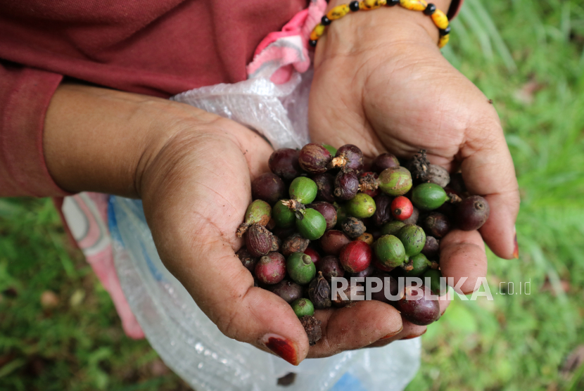 Petani memanen kopi jenis ekselsa di Wonosalam, Kabupaten Jombang,  Jawa Timur, Selasa (23/8/2022). Pemerintah Provinsi Jawa Timur (Jatim) meneken kontrak ekspor dengan Mesir senilai 11 juta dolar AS atau sekitar Rp 172,6 miliar. 