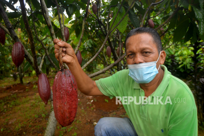 Seorang petani menunjukan buah kakao (ilustrasi). Pemerintah Aceh diminta untuk melakukan program rehabilitasi hingga replanting (penanaman kembali) tanaman kakao di Aceh yang kurang produktif karena sudah tua.