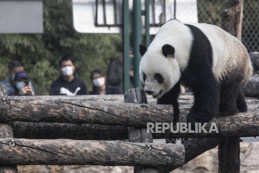 Salah satu dari dua panda raksasa yang dihadiahkan China untuk Taiwan meninggal. Ilustrasi.