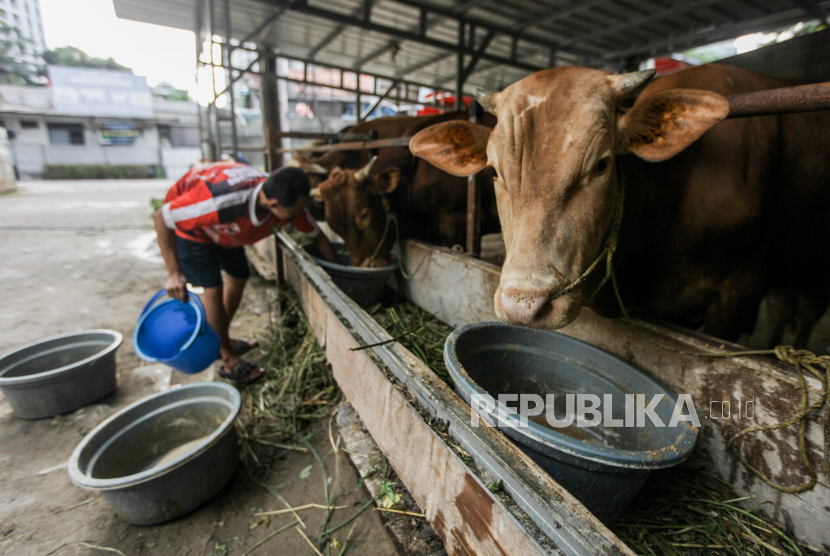 Jelang Idul Adha, pedagang memberi makan sapi hewan kurban di kawasan Karet Tengsin, Jakarta, (29/5/2024). 
