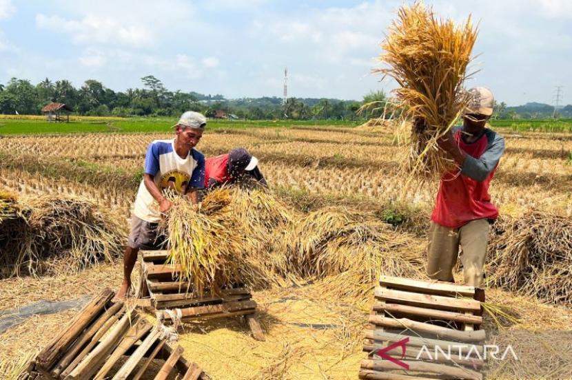Pengamat: Kebijakan pertanian di era Presiden Prabowo semakin stabil.