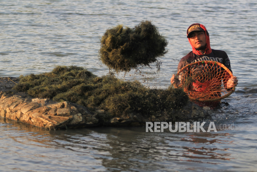 Pekerja memanen rumput laut jenis Glacilaria Sp di areal tambakDesa Cantigi, Indramayu, Jawa Barat.