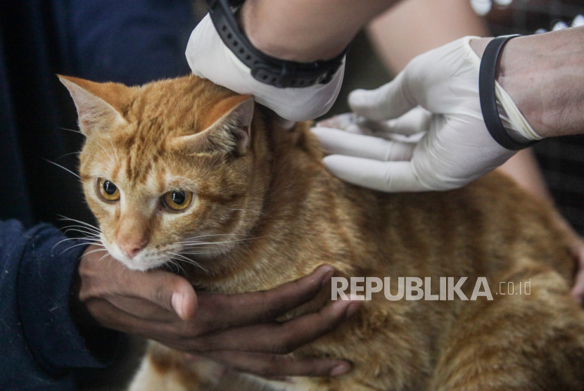 Seekor kucing disuntik vaksin rabies oleh petugas Suku Dinas Ketahanan Pangan, Kelautan dan Pertanian (Sudin KPKP) Jakarta Selatan. Sekitar 10 ribu hewan ditarget mendapat vaksinasi rabies.