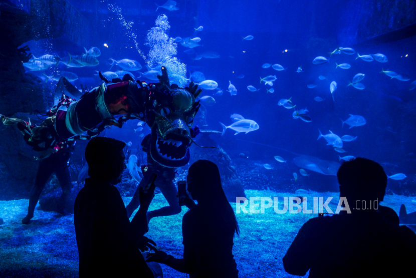 Liong beraksi menghibur pengunjung saat pertunjukan Liong Show Underwater di Jakarta Aquarium Safari, Jakarta.