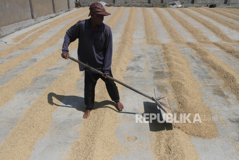 Pekerja menjemur gabah di area pengeringan sebuah usaha penggilingan padi