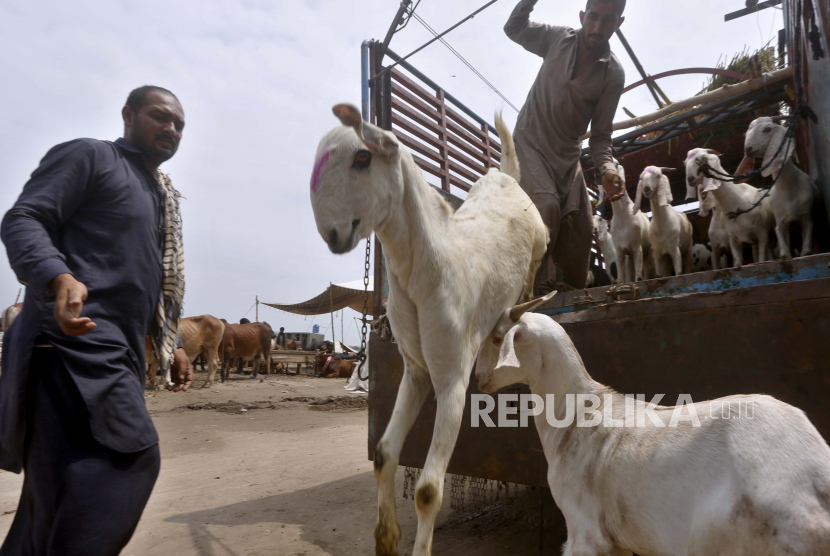 Liga Muslim Bagikan Qurban ke Sudan dan Pakistan. Vendor menurunkan kambing setelah tiba di pasar yang didirikan untuk festival Muslim Idul Adha yang akan datang, di Lahore, Pakistan.