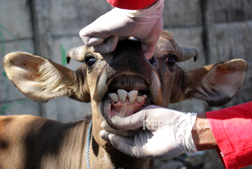 Petugas Dinas Pertanian  dan Perikanan Kota Makassar memeriksa kesehatan mulut sapi saat pemeriksaan kondisi hewan kurban di Makassar, Sulawesi Selatan.