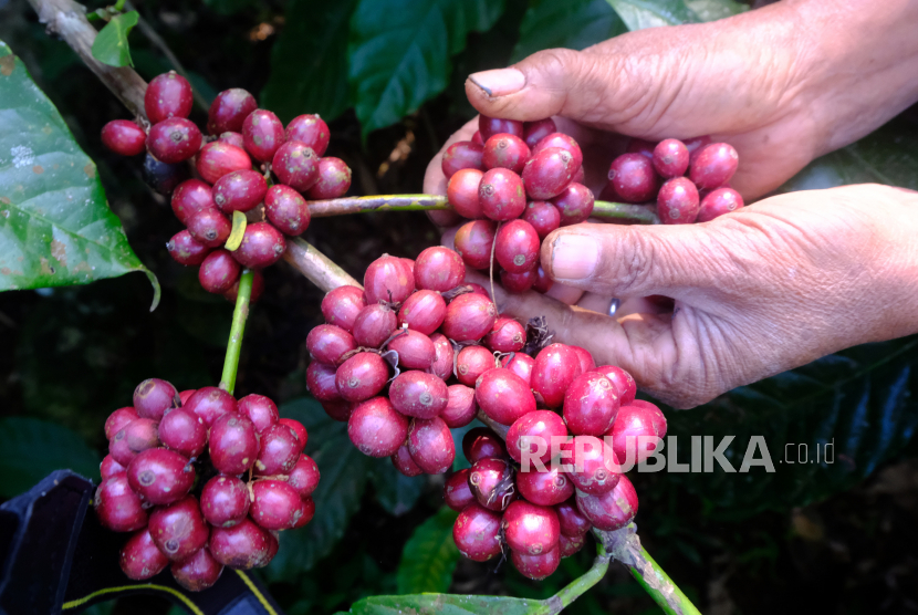 Petani memanen kopi Robusta petik merah di Desa Kali Banger, Gemawang, Temanggung, Jawa Tengah, Kamis (20/7/2023).