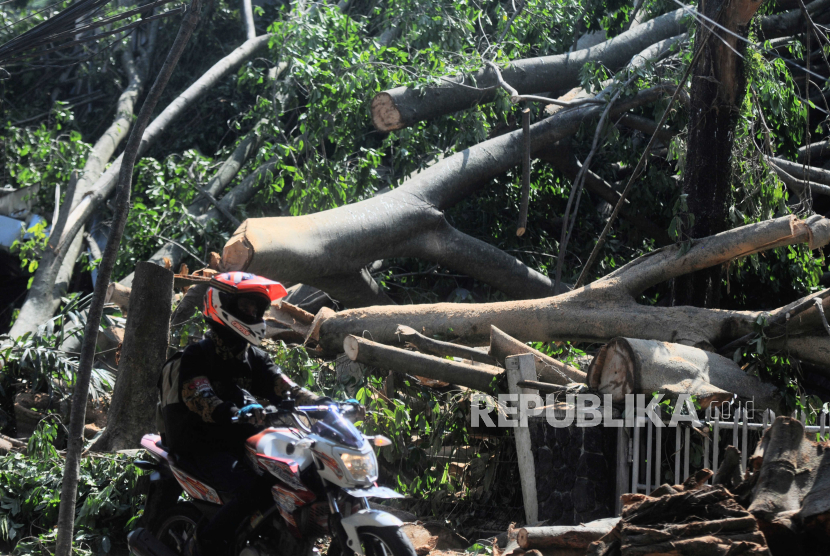 Pengendara motor melintas di dekat bagian pohon yang tumbang di Jalan Salak, Kota Bogor, Jawa Barat. 