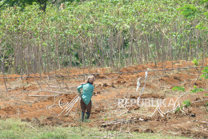 Petani mengumpulkan batang singkong di lokasi kebun singkong. Produksi palawija di tengah pendemi Covid-19 di Kabupaten Lebak, Banten, pada 2021 menembus 28.846 ton.