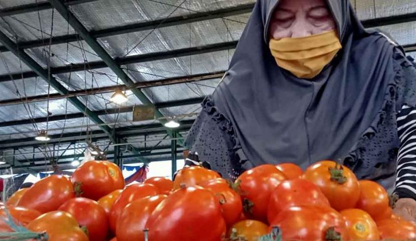 Setelah sempat mengalami penurunan harga jual, kini harga buah tomat segar kembali naik