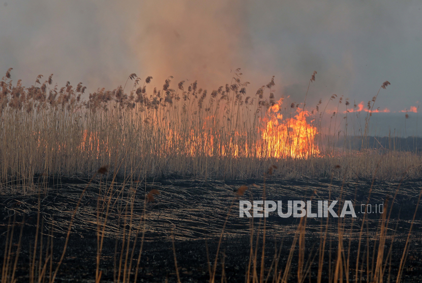 Pemerintah perkirakan puncak kebakaran hutan terjadi pada Agustus-September. Ilustrasi.