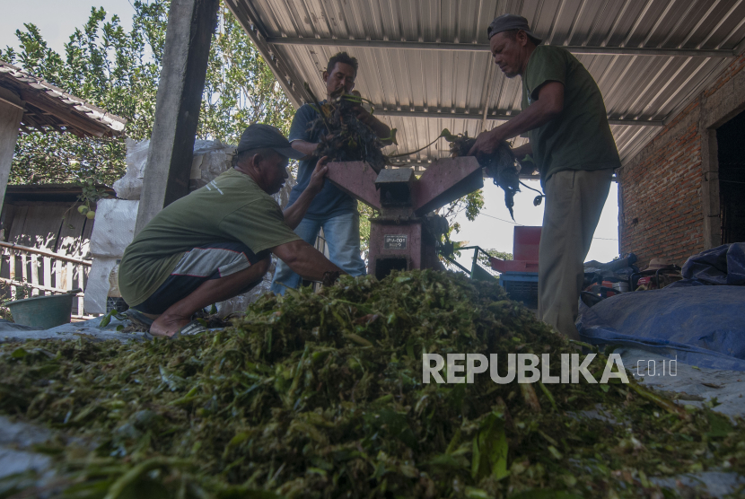 Sejumlah warga menggunakan mesin mencacah tanaman eceng gondok di Sobokerto, Ngemplak, Boyolali, Jawa Tengah, Ahad (1/10/2023). 
