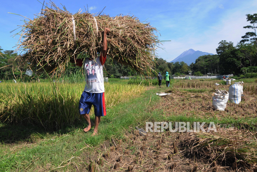 Seorang warga mengangkut jerami di lahan pertanian (ilustrasi)