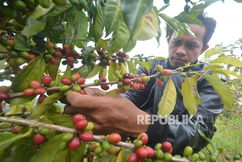 Petani kopi di Kabupaten Solok Selatan, Sumatra Barat, mendapat bantuan Rp 793 juta melalui APBN tugas pembantuan untuk perluasan lahan kopi arabika. 