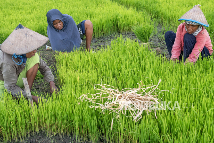 Badan Riset dan Inovasi Nasional (BRIN) sedang membangun infrastruktur data yang fokus terhadap isu ketahanan pangan dengan memonitor pertumbuhan tanaman pangan di seluruh Indonesia. 