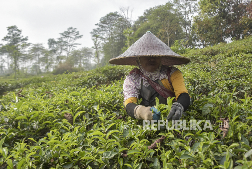 Buruh memetik daun teh di area perkebunan teh di Jalancagak, Kabupaten Subang, Jawa Barat, Selasa (24/10/2023). Certeafied STI sebagai standar teh Indonesia telah diluncurkan pada 27 Januari 2024. 
