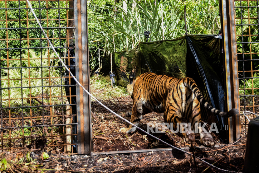 Harimau Sumatera Masuk Perangkap BKSDA di Aceh Singkil (ilustrasi).