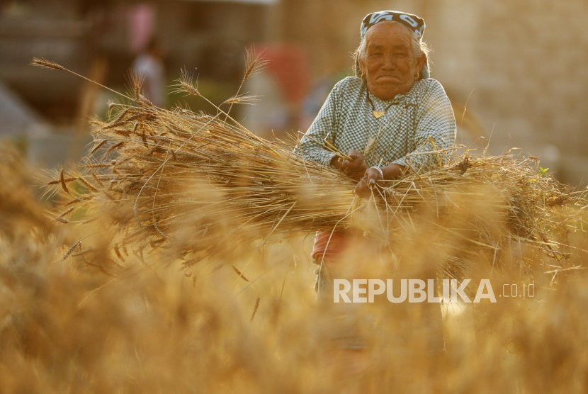 Seorang petani memanen gandum. Korut diperkirakan akan kekurangan 860 ribu ton gandum tahun ini. Ilustrasi.