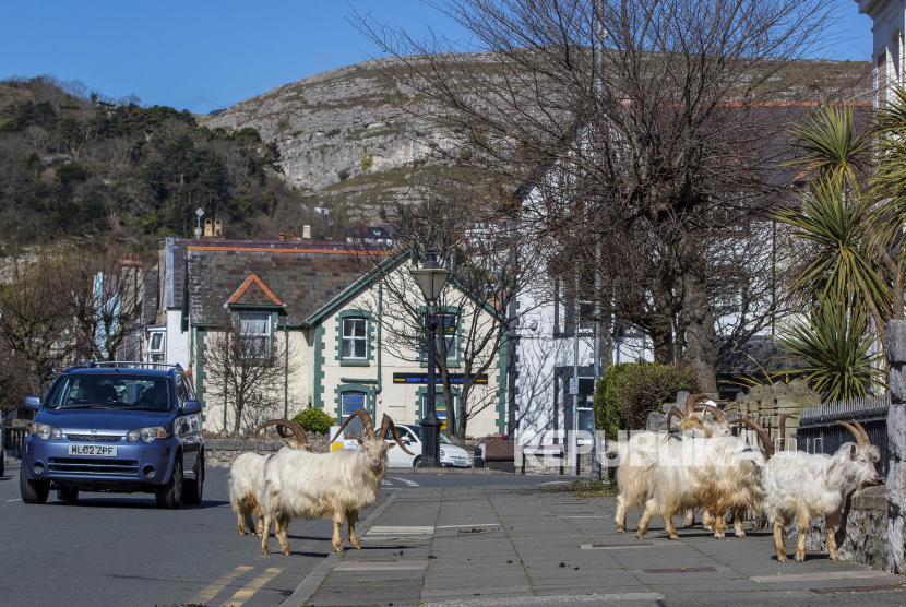 Sejumlah kambing melewati jalanan yang sepi di Llandudno, Wales Utara, Selasa (31/3). Gerombolan kambing terlihat melewati jalan-jalan yang sepi dari kota pinggir laut selama masa lockdown karena virus Corona